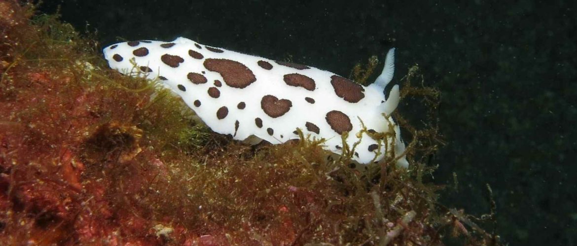 CNPS-submarinisme-fons marí-nudibranquis