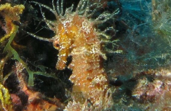 CNPS-submarinisme-fons marí-peixos-caballet de mar