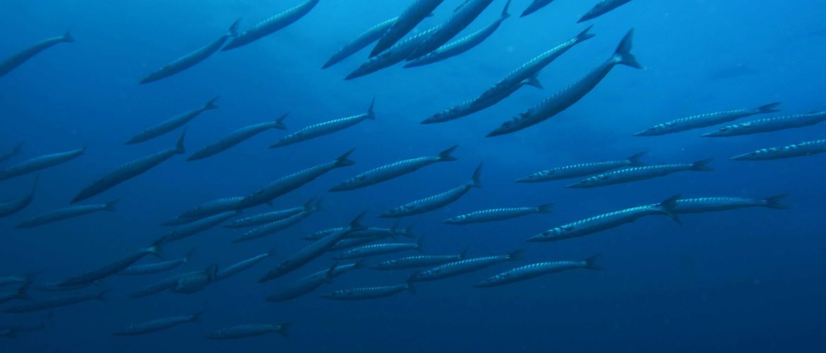 CNPS-submarinisme-fons marí-peixos-barracudes