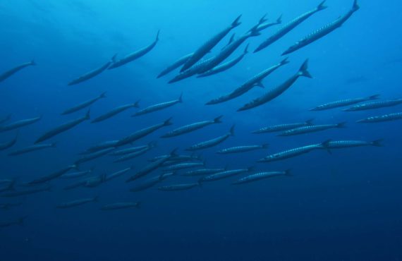 CNPS-submarinisme-fons marí-peixos-barracudes