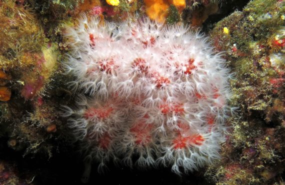 CNPS-submarinisme-protecció del corall