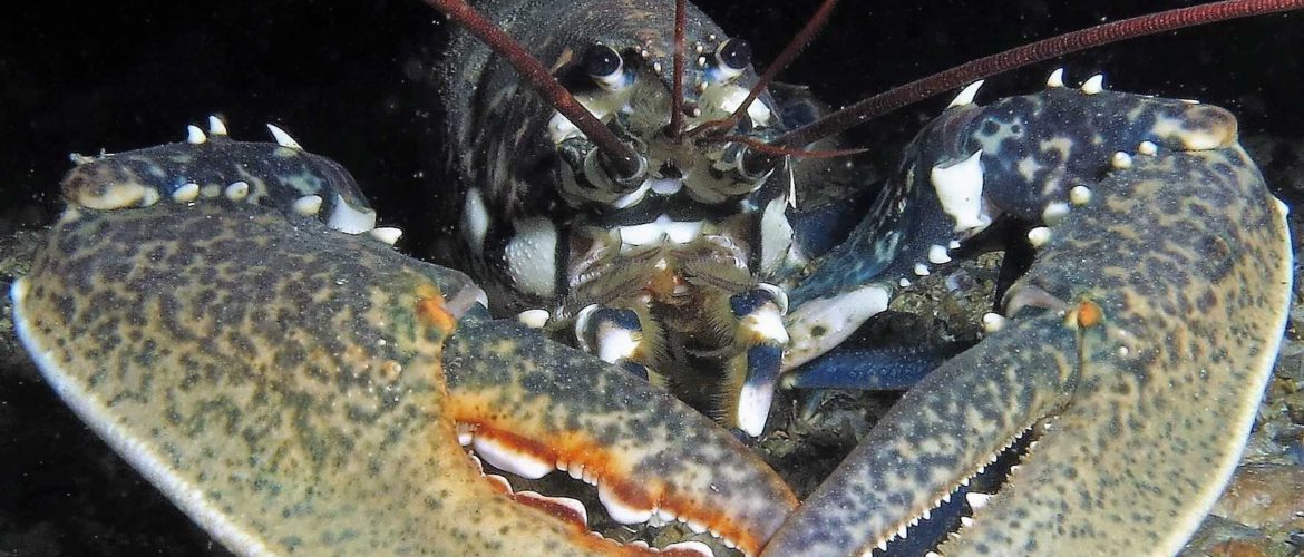 CNPS-submarinisme-fons marí-crustacis-llamantol